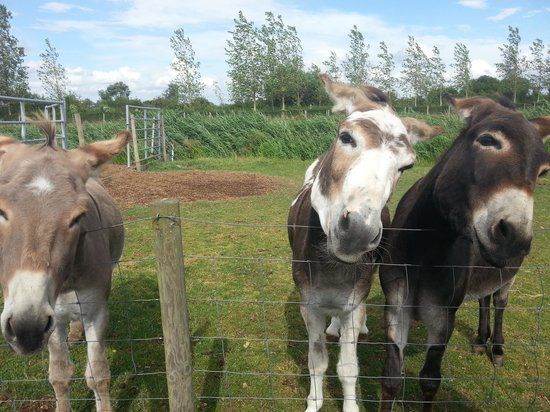 Walnut Tree Farm Park