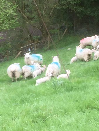 RSPB Cwm Clydach Reserve
