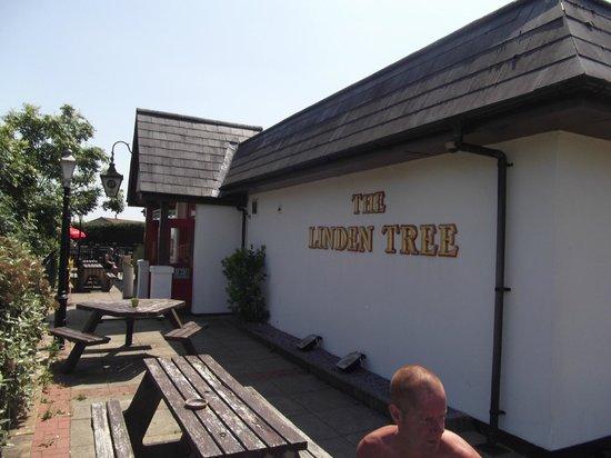 Linden Tree