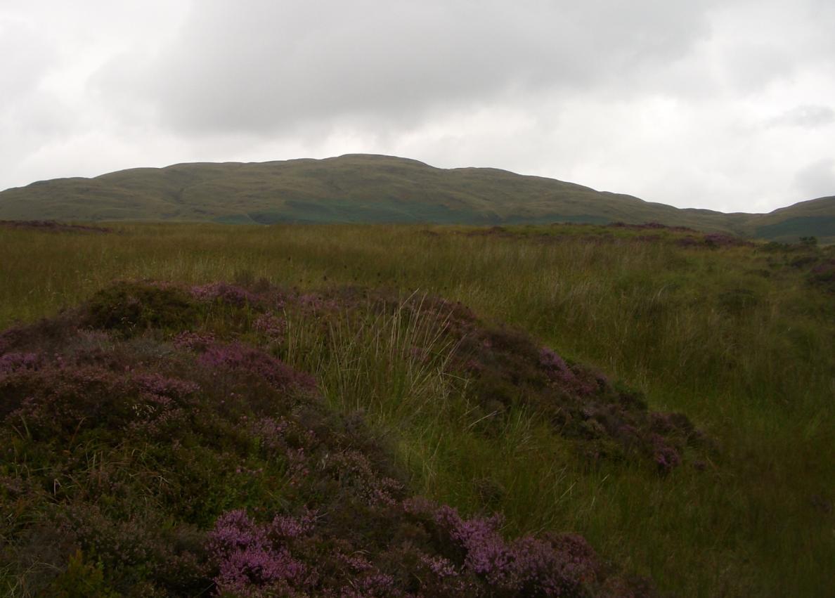 Foel Goch