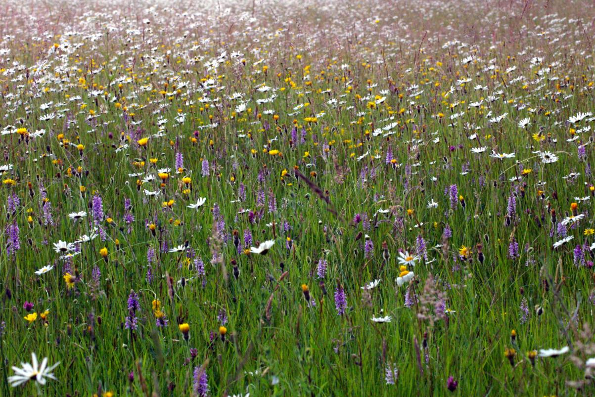 Pentwyn Farm Grasslands