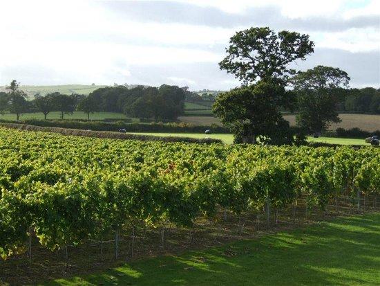 Kerry Vale Vineyard