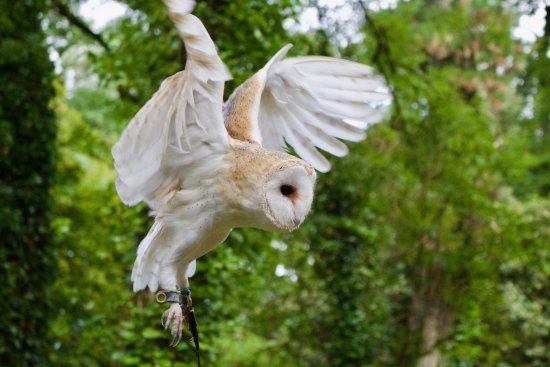 The Secret Owl Garden