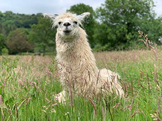 Pembrokeshire Llamas