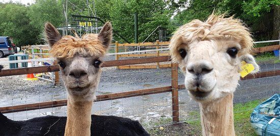 Snowdonia Alpacas