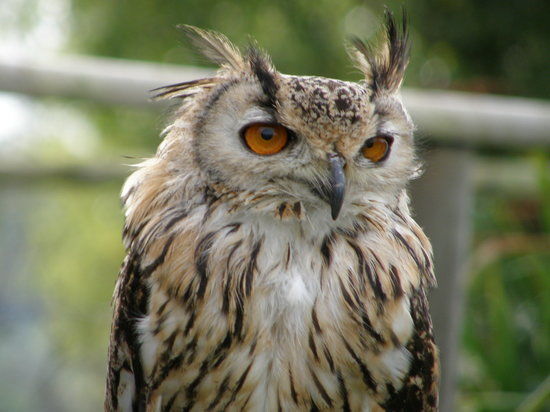 Black Mountains Falconry Centre