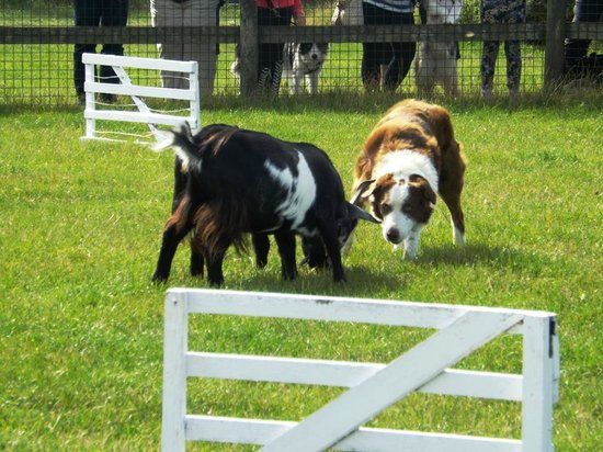 Pembrokeshire Sheepdogs