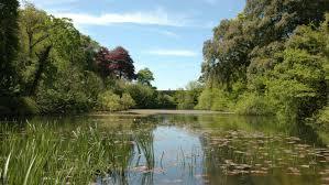 Bosherston Lilly Ponds